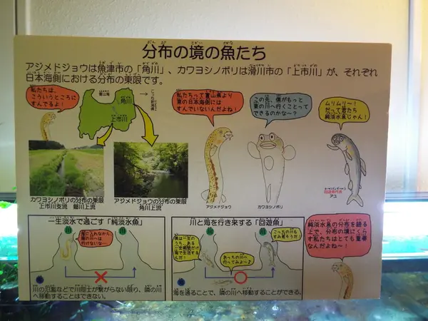 ポップ