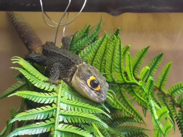アカメカブトトカゲ