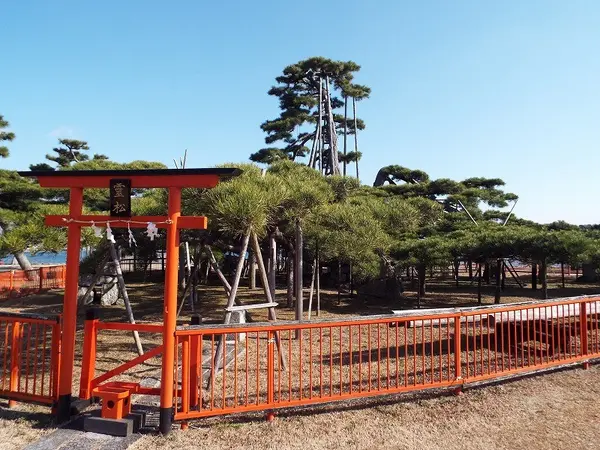 唐崎神社の霊松