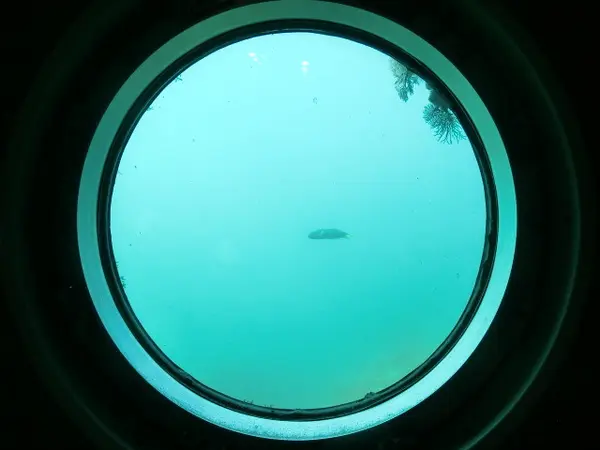 海底の展望室の窓から