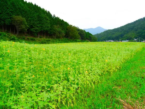 見頃は8月14日ぐらいかな