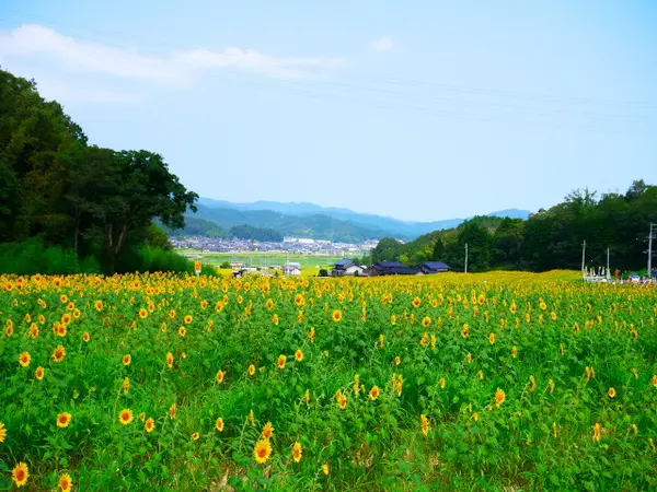 広いひまわり畑