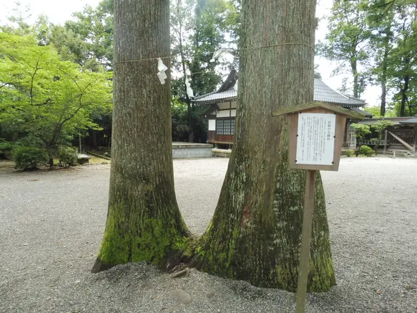 縁結びの夫婦杉