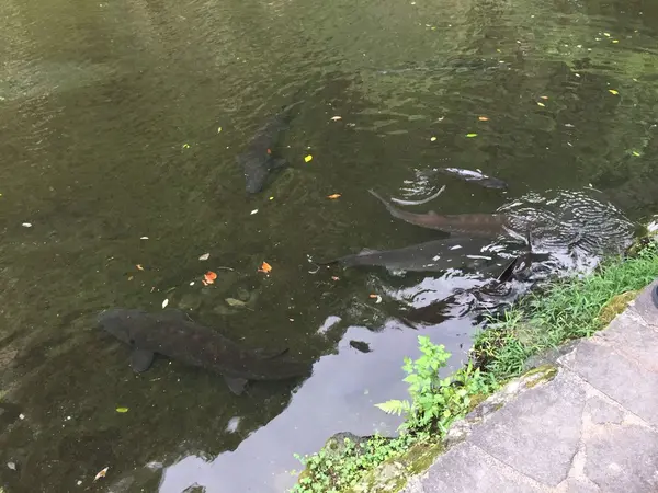 池には
