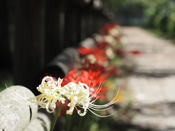 「紅白の曼珠沙華」･････イイこと有るかも