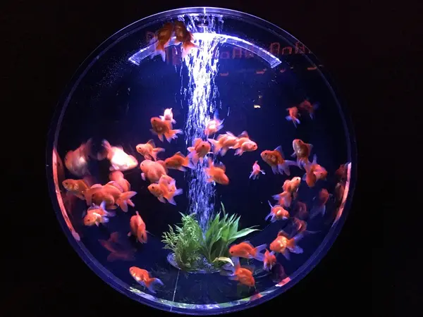 ガラス窓に映る金魚