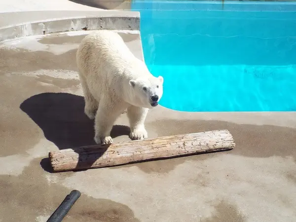シロクマご飯タイム