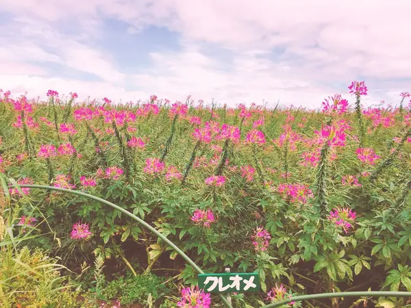 クレオメ🌺