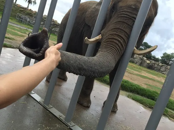とにかく動物との距離が近い！