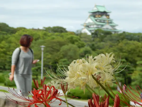 彼岸花が咲き競っていました