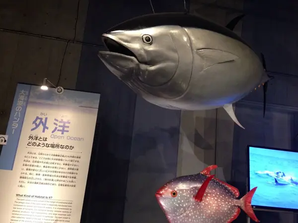 外洋ゾーン