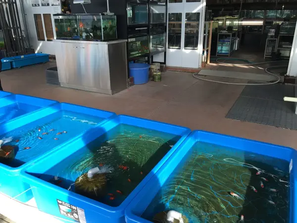 フィッシュショップ