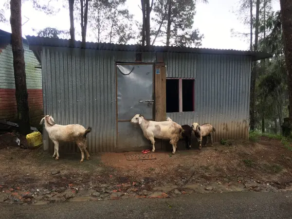 放し飼い