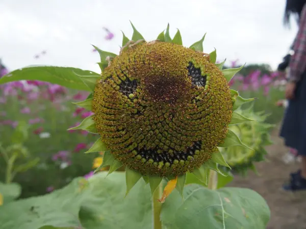 季節はずれのひまわり