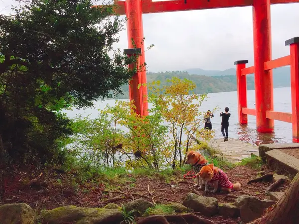 かわいいワンちゃんに遭遇！