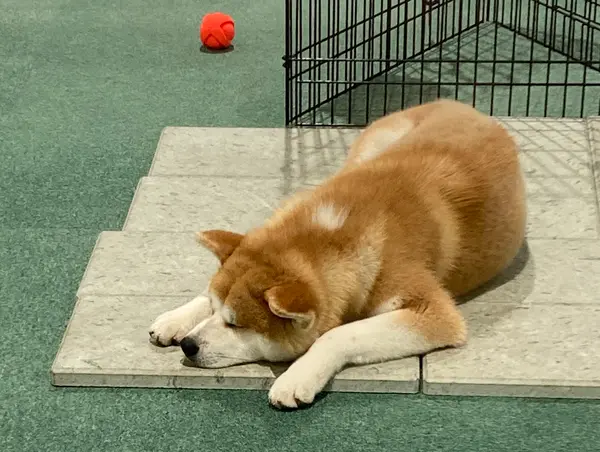 秋田犬に会えちゃいます🐕
