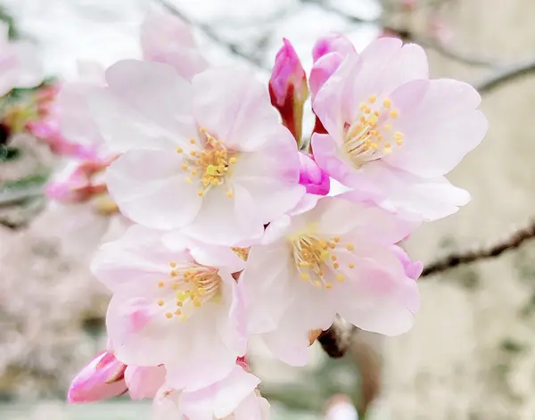 かわいらしい薄いピンクの花弁
