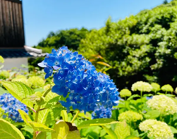 あじさいまつり