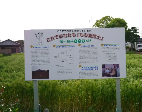 もちむぎの歴史