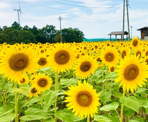 🌻ひまわりの波❗️🌻