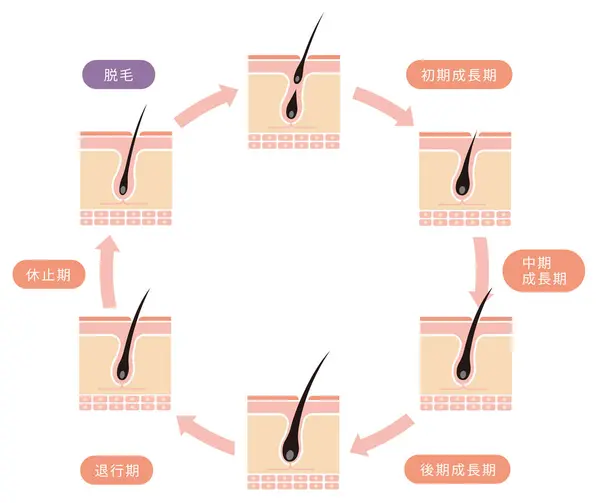 髪の毛のサイクル