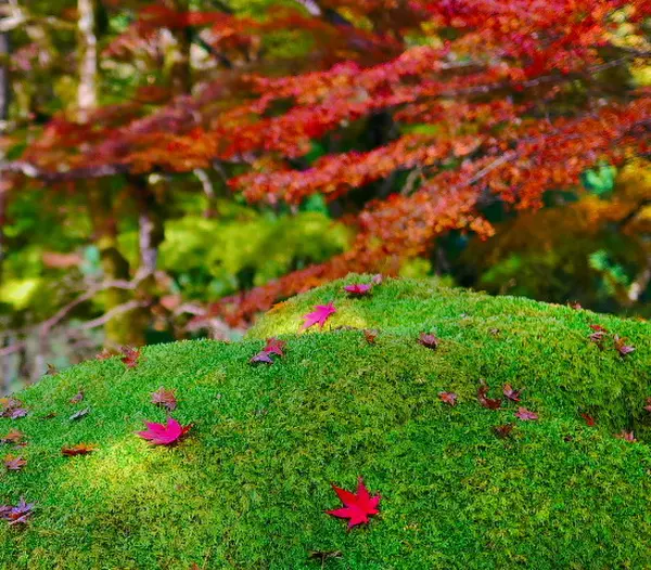 高源寺の紅葉②
