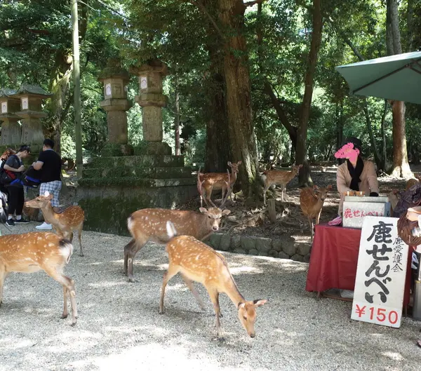 鹿せんべい