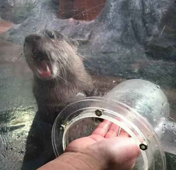 荒ぶるカワウソさま。