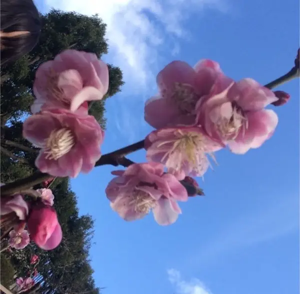 白、ピンク、赤の梅がたくさん