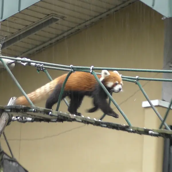 レッサーパンダの橋渡り