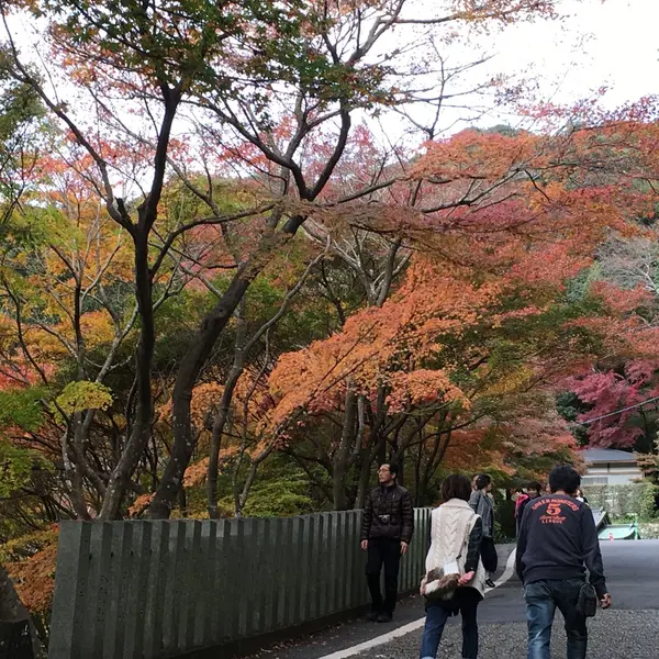もみじの色彩が豊か