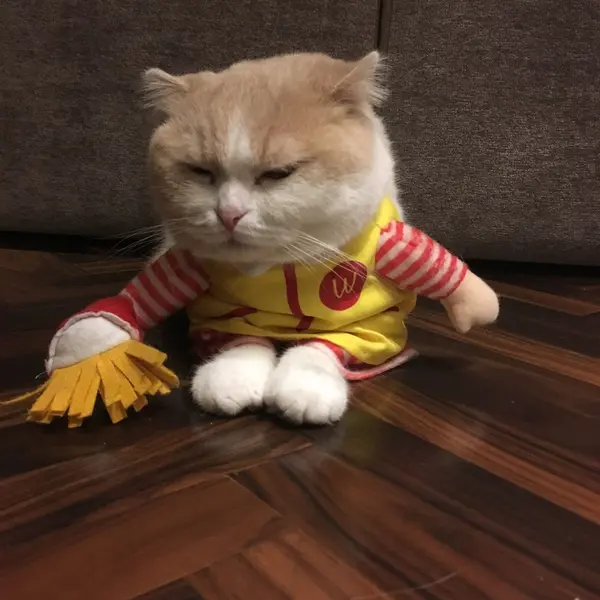 おしゃれな猫カフェ