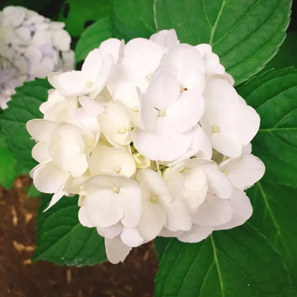 写真④
