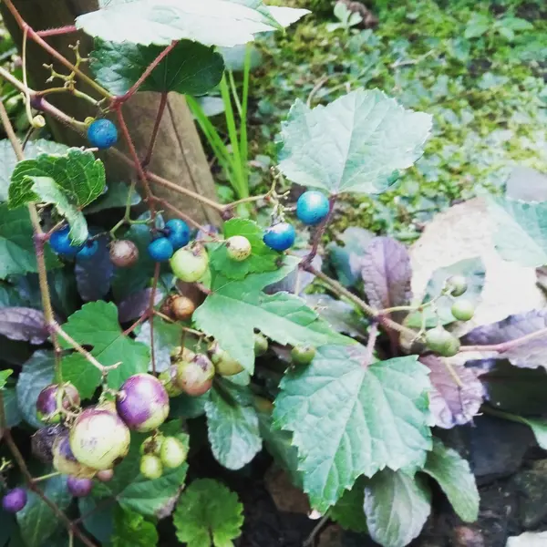 見所は、季節の植物