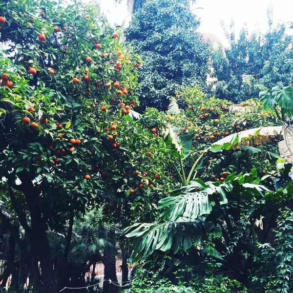 Arancia