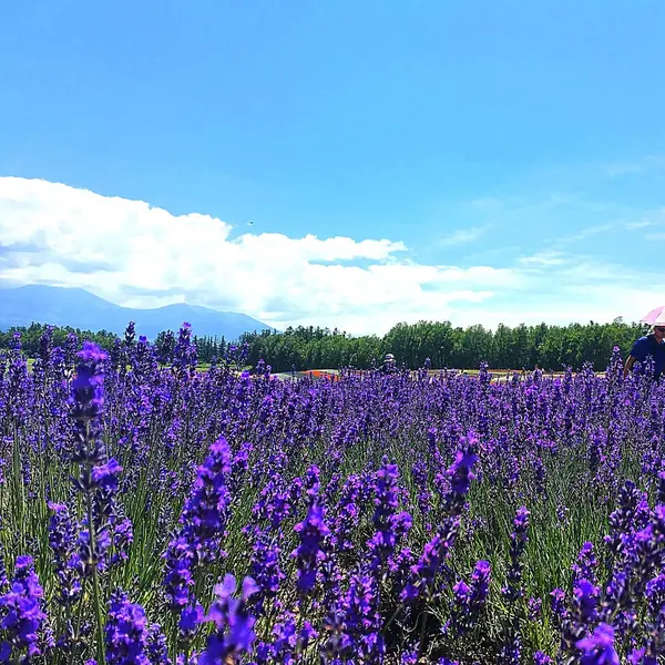 北海道といえば、ラベンダー！