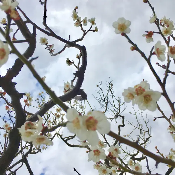 梅林