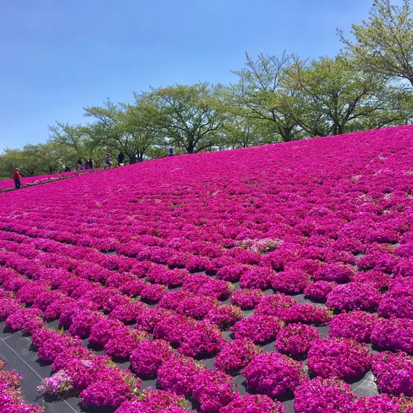 フォトジェニックな桜草！！ぜひ素敵な一枚を♡
