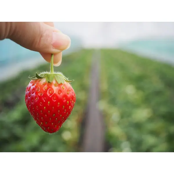 いちご狩り🍓