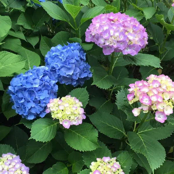 紫陽花の道