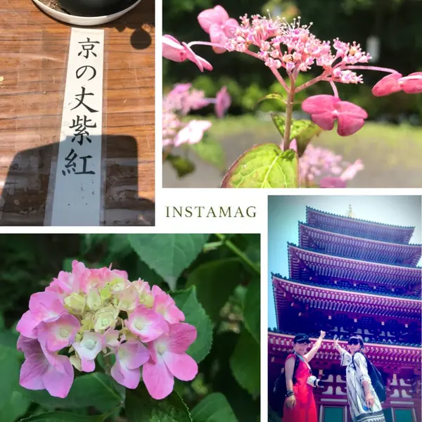 やま紫陽花