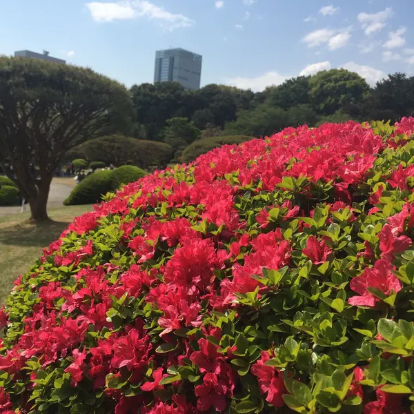 芝桜