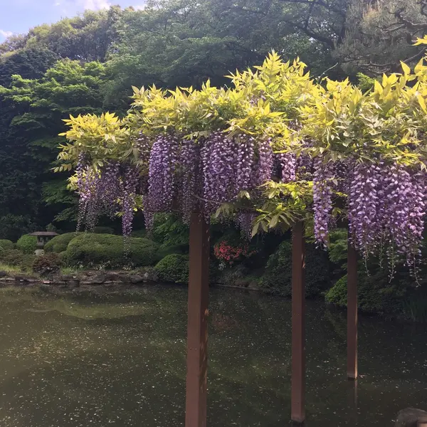 藤の花きれい✨