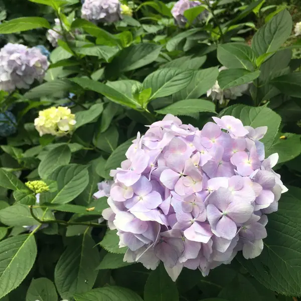 紫陽花鑑賞もできます♬