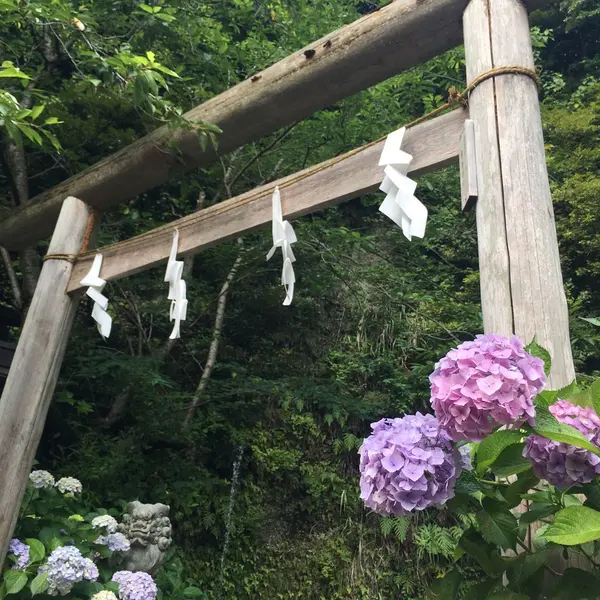 紫陽花も少し咲いてました😊
