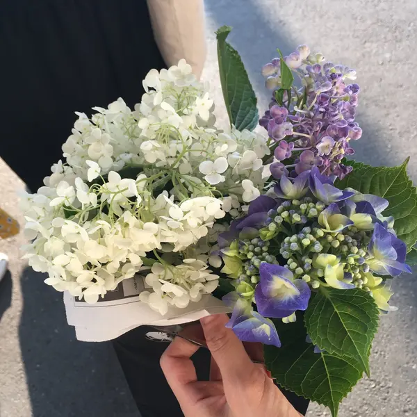 お家でも紫陽花を