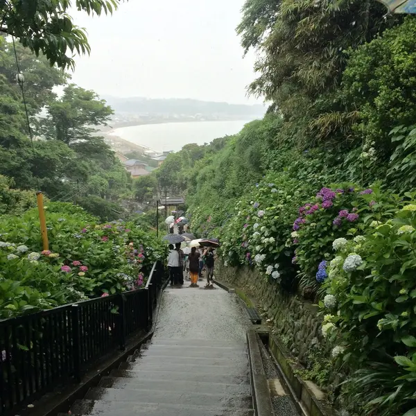 紫陽花の絶景スポット✨