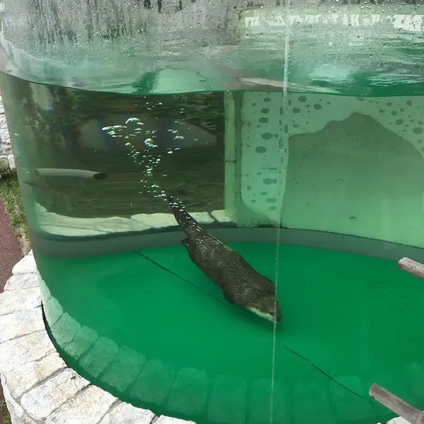 カワウソの森