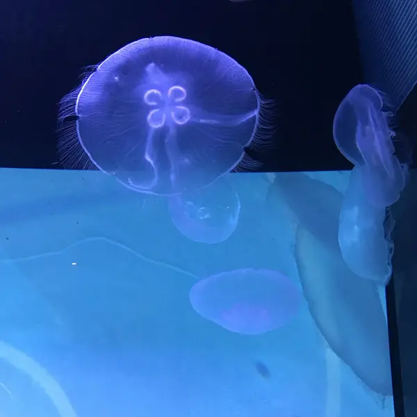 スカイツリーの中