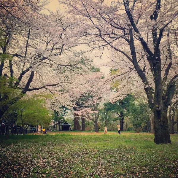 境内の様子(春)
